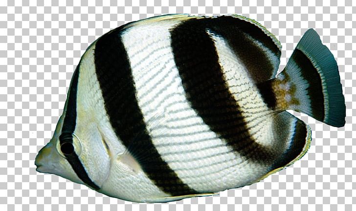 Butterflyfishes Banded Butterflyfish Vagabond Butterflyfish Foureye Butterflyfish Blacktail Butterflyfish PNG, Clipart, Angelfish, Banded Butterflyfish, Baseball Cap, Cap, Coral Free PNG Download