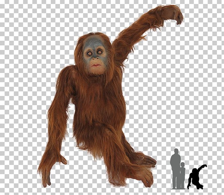 Chimpanzee Gorilla Bornean Orangutan Primate Sumatran Orangutan PNG, Clipart, Animals, Ape, Bornean Orangutan, Chimpanzee, Common Chimpanzee Free PNG Download