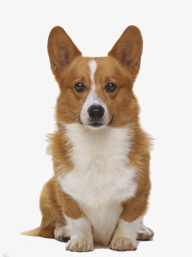 Corgi PNG, Clipart, Animal, Brown, Canine, Chong, Corgi Clipart Free PNG Download