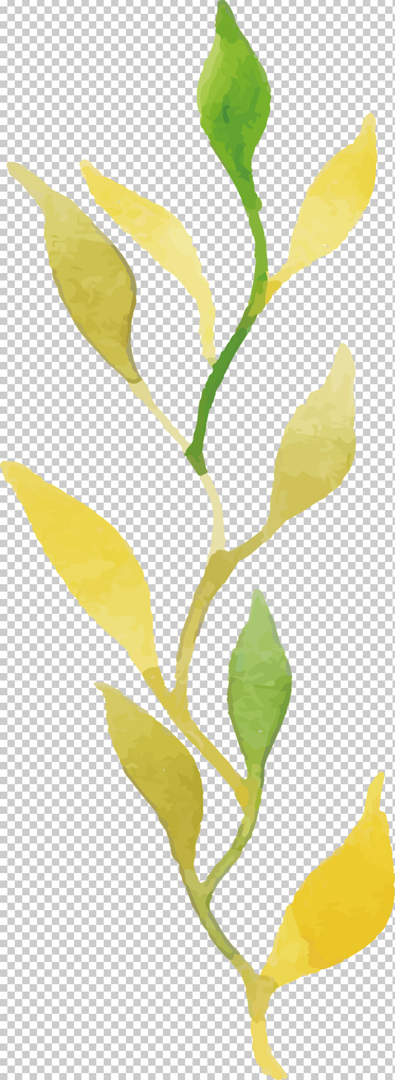 Plant Stem Petal Leaf Twig Yellow PNG, Clipart, Biology, Colorful Leaf, Flower, Leaf, Petal Free PNG Download
