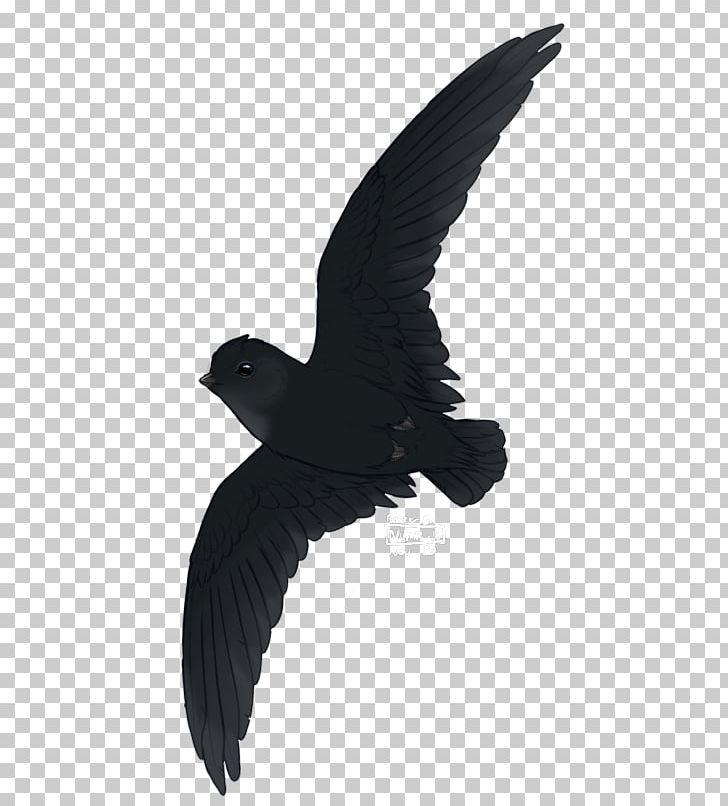 Archaeopteryx Bird Yixian Formation American Crow Dinosaur PNG, Clipart, American Crow, Animals, Archaeopteryx, Beak, Bird Free PNG Download