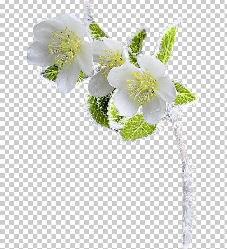 Flower Photography PNG, Clipart, Blo, Blume, Branch, Christmas, Cicekler Free PNG Download
