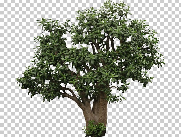 Shrub Texture Mapping Tree PNG, Clipart, 3d Computer Graphics, 6 D, Branch, Burning Bush, Bush Free PNG Download