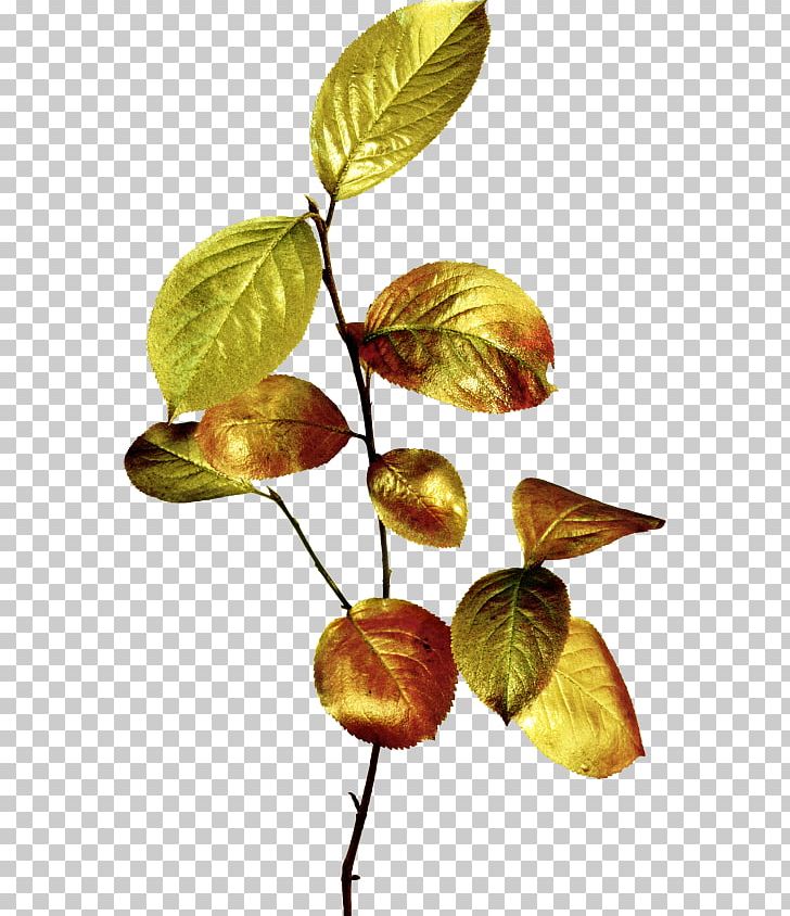 Leaf Branch Others PNG, Clipart, Autumn, Branch, Download, Encapsulated Postscript, Fruit Free PNG Download