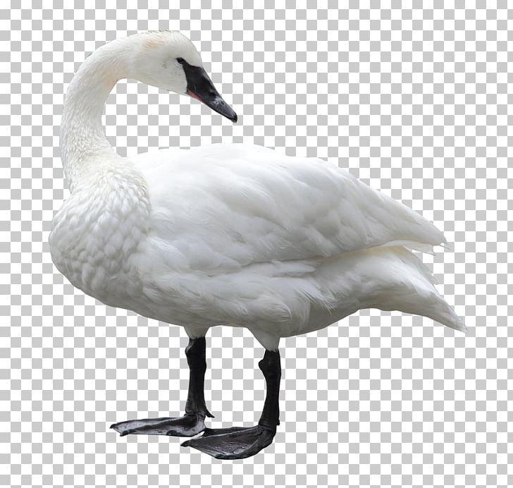 Swan PNG, Clipart, Android, Animal, Animals, Beak, Bird Free PNG Download