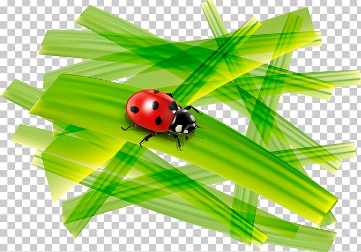 Ladybird Coccinella Septempunctata PNG, Clipart, Beetle, Cartoon, Coccinella, Coccinella Septempunctata, Designer Free PNG Download