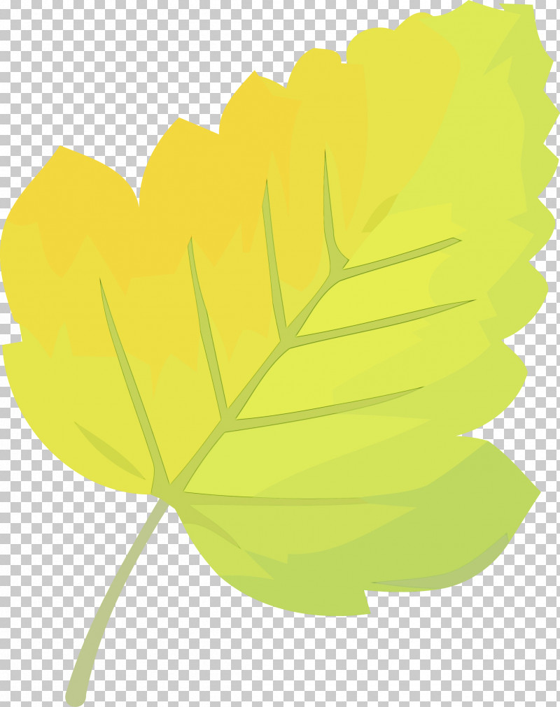 Leaf Green Yellow Plant Tree PNG, Clipart, Autumn Leaf, Flower, Green, Leaf, Paint Free PNG Download