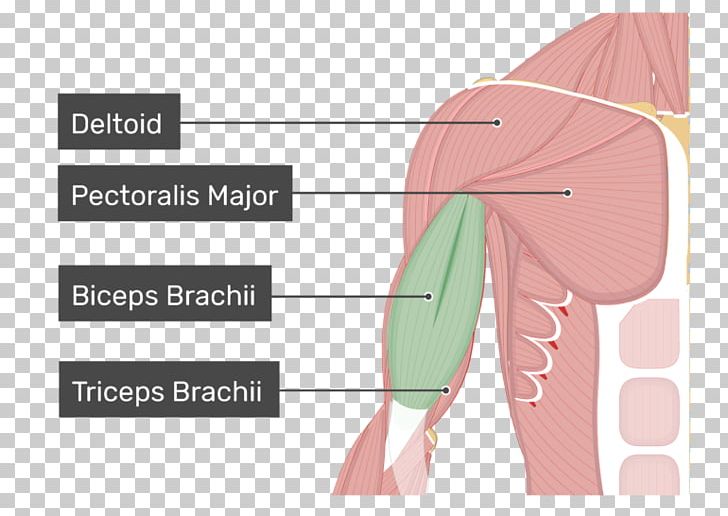 Biceps Larynx Cuneiform Cartilages Anatomy Coracobrachialis Muscle PNG, Clipart, Abdomen, Anatomy, Angle, Arm, Arytenoid Cartilage Free PNG Download