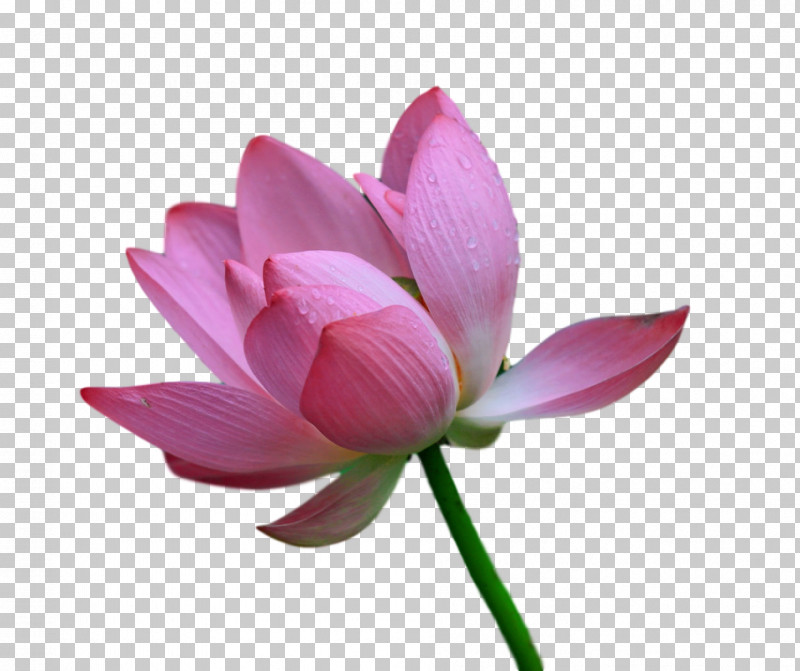 Sacred Lotus Plant Stem Cut Flowers Bud Petal PNG, Clipart, Biology, Bud, Cut Flowers, Flower, Lotusm Free PNG Download