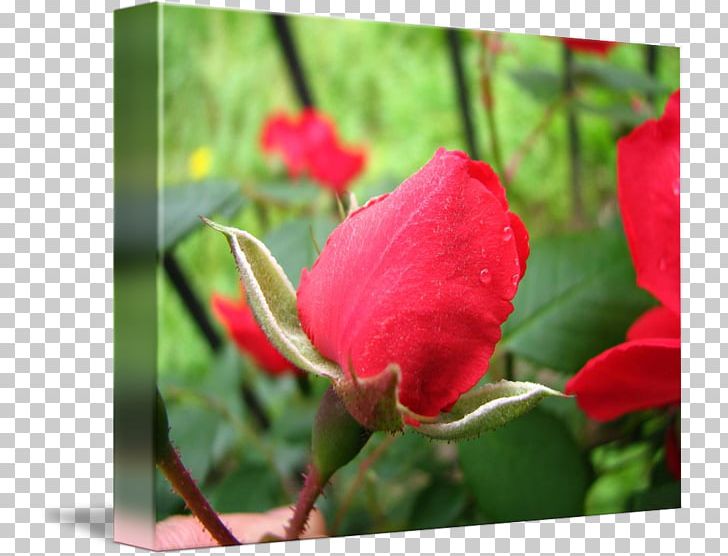 Centifolia Roses Flower Garden Roses Rosaceae Floribunda PNG, Clipart, Annual Plant, Blossom, Bud, Celebrities, Centifolia Roses Free PNG Download