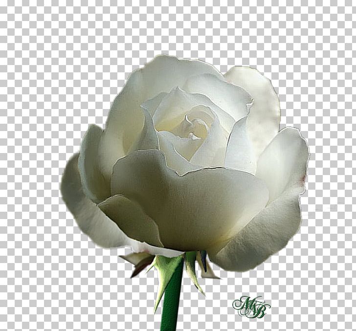 Garden Roses Cabbage Rose Floribunda White Cut Flowers PNG, Clipart, Bud, Computer, Computer Wallpaper, Cut Flowers, Desktop Wallpaper Free PNG Download