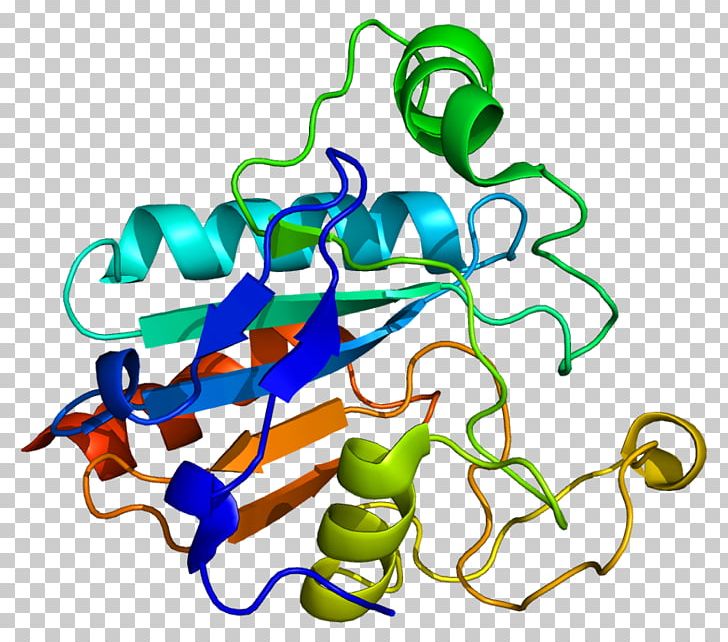 Glutathione Peroxidase GPX2 Horseradish Peroxidase PNG, Clipart, Antioxidant, Area, Artwork, Coa, Enzyme Free PNG Download