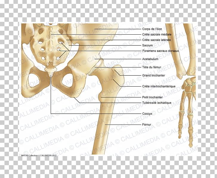 Pelvis Hip Bone Hip Bone Anatomy PNG, Clipart, Abdomen Anatomy, Anatomy, Angle, Arm, Bone Free PNG Download