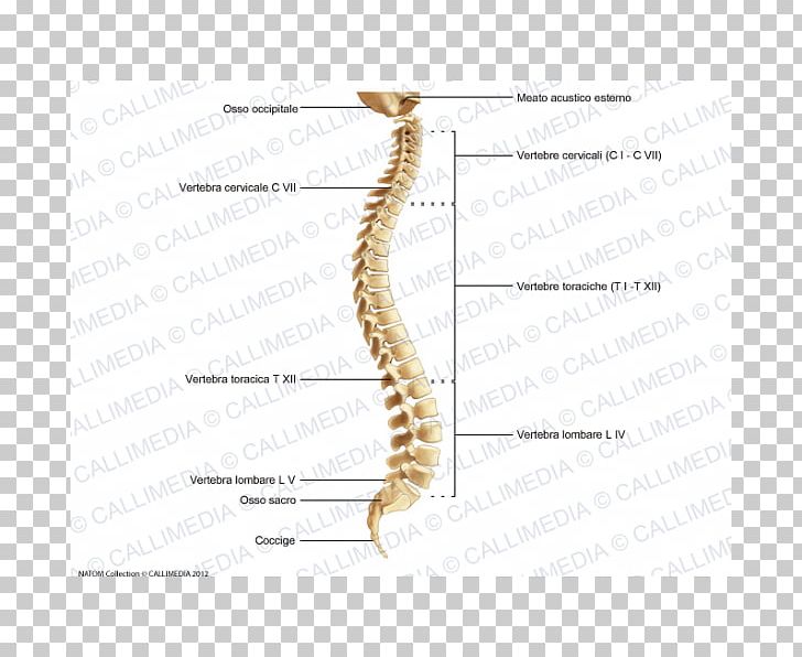 Vertebral Column Joint Invertebrate Anatomy Human Skeleton PNG, Clipart, Anatomy, Angle, Bone, Diagram, Endoskeleton Free PNG Download