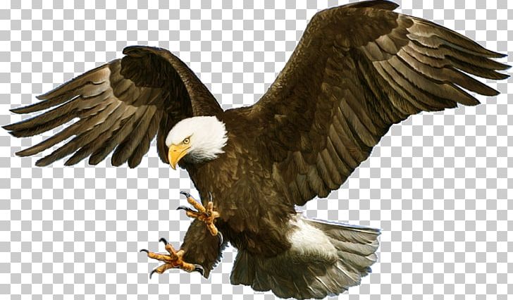 Bald Eagle White-tailed Eagle PNG, Clipart, Accipitriformes, Animals, Bald Eagle, Beak, Bird Free PNG Download