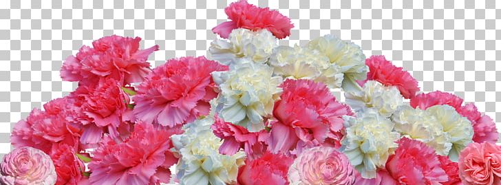 Carnation Sabrina's Flowers Muskoka Retro Friendship PNG, Clipart,  Free PNG Download