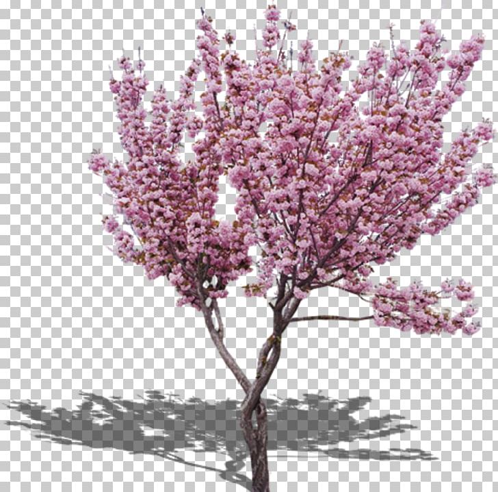 Cherry Blossom Peach Tree PNG, Clipart, Autumn Tree, Blossom, Branch, Cherry Blossom, Christmas Tree Free PNG Download