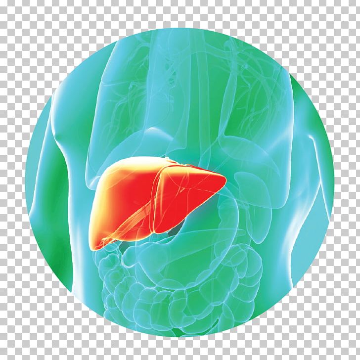 Detoxification Liver Disease Organism PNG, Clipart, Detoxification, Disease, Estrogen, Food, Gan Free PNG Download