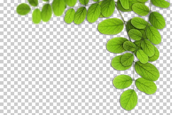 Leaf Computer Icons PNG, Clipart, Branch, Computer Icons, Folha, Grass, Header Free PNG Download