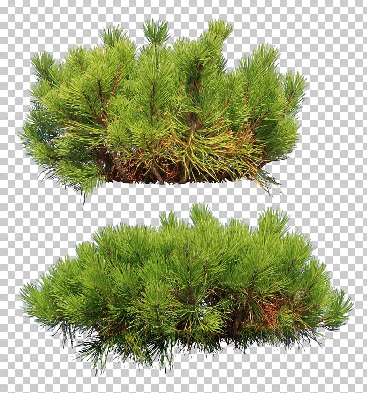 Spruce Pine Fir Conifers New Year Tree PNG, Clipart, Biome, Branch, Conifer, Conifer Cone, Conifers Free PNG Download