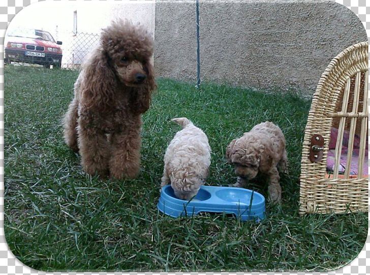 Standard Poodle Miniature Poodle Spanish Water Dog Lagotto Romagnolo PNG, Clipart, American Water Spaniel, Breed, Cockapoo, Dog, Dog Breed Free PNG Download