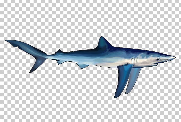 Great White Shark Hungry Shark Evolution Hungry Shark World Blue Shark PNG, Clipart, Animal, Blacktip Reef Shark, Blacktip Shark, Blue Shark, Caribbean Reef Shark Free PNG Download