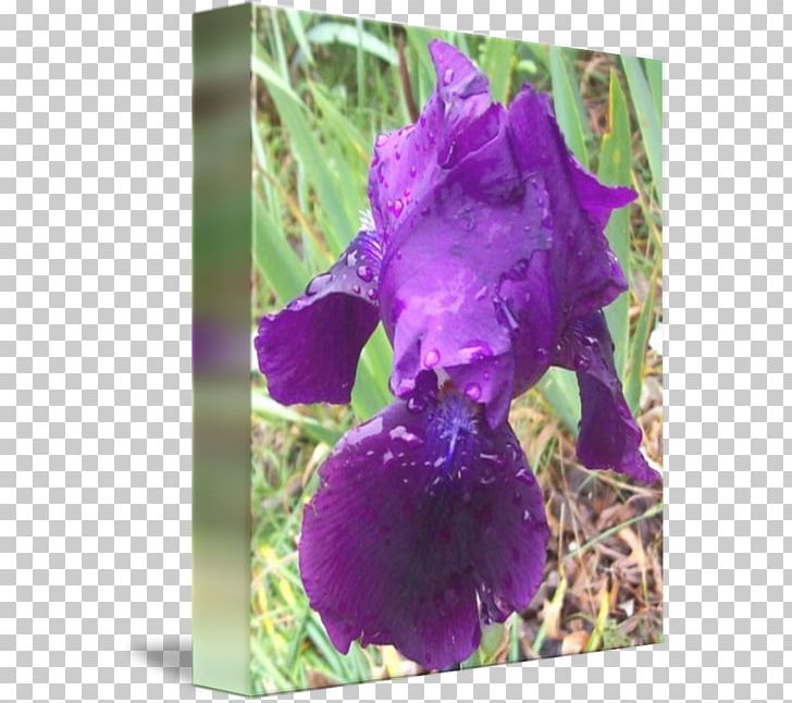 Orris Root Orris Oil Violet Cattleya Orchids Family PNG, Clipart, Cattleya, Cattleya Orchids, Family, Flower, Flowering Plant Free PNG Download