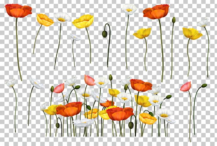 Poppy Flower PNG, Clipart, Blog, Cari, Centerblog, Clip Art, Common Poppy Free PNG Download