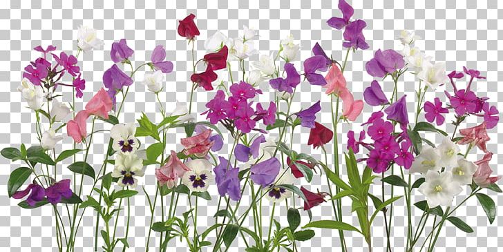 Flower Design Living Room Ornamental Plant PNG, Clipart, Annual Plant, Bells, Couch, Cut Flowers, Everlasting Sweet Pea Free PNG Download
