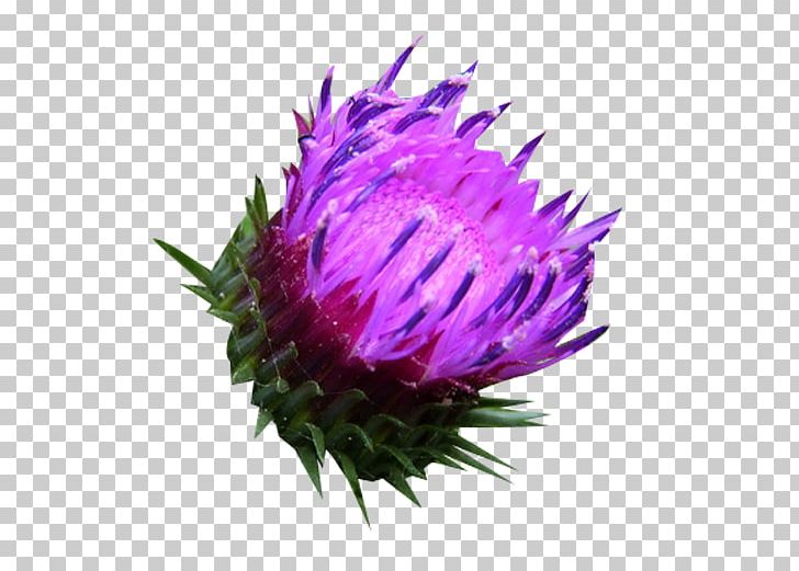 Milk Thistle Silibinin Herbaceous Plant PNG, Clipart, Cirrhosis, Fatty, Flavonoid, Flower, Flowering Plant Free PNG Download