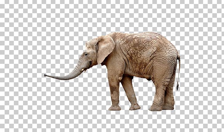 African Elephant Antelope Giraffe Rhinoceros Oryx PNG, Clipart, Animal, Animals, Baby Elephant, Cute Elephant, Elephant Free PNG Download