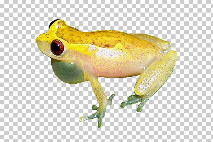 American Bullfrog Tree Frog Toad True Frog PNG, Clipart, American Bullfrog, Amphibian, Animal, Animals, Brazilian Free PNG Download