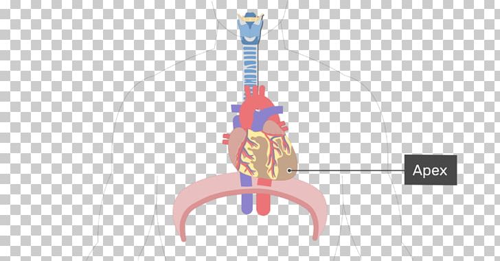 Human Anatomy The Shape Of The Heart Organ PNG, Clipart, Anatomy, Cardiac Muscle, Game, Hand, Heart Free PNG Download