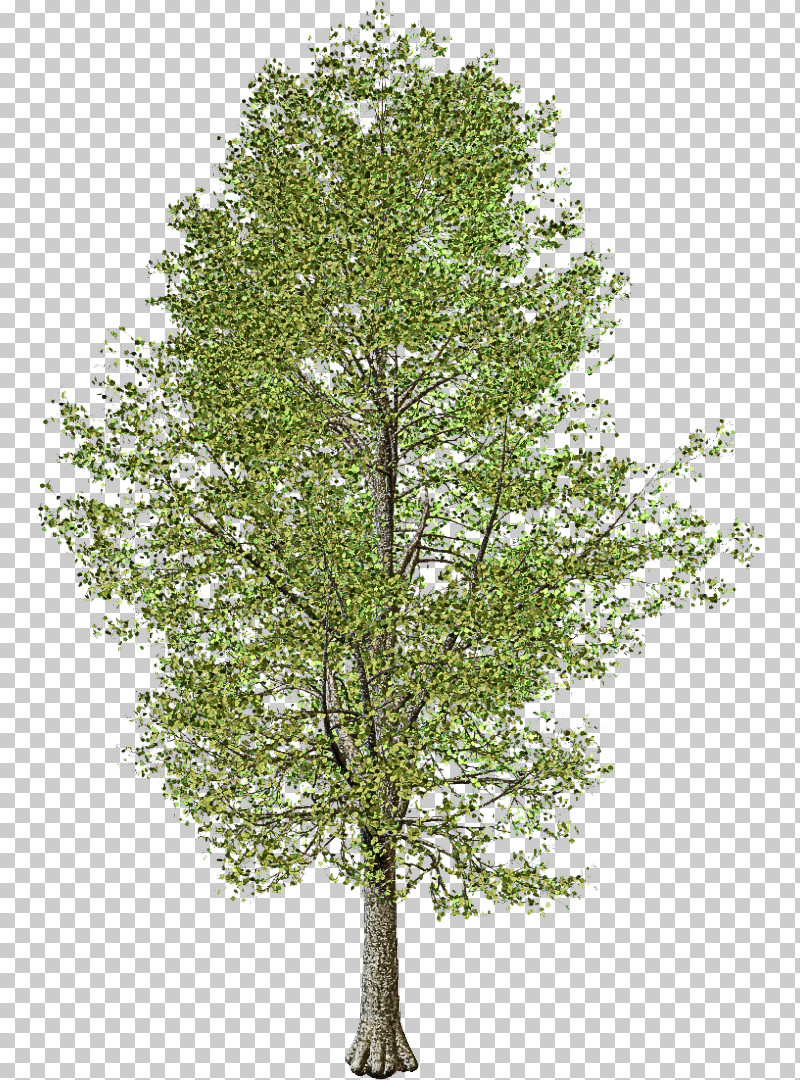 Plane PNG, Clipart, American Larch, Birch, Birch Family, Branch, Canoe Birch Free PNG Download