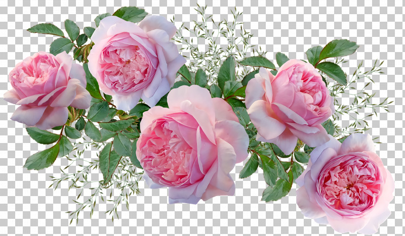 Garden Roses PNG, Clipart, Artificial Flower, Cabbage Rose, Cut Flowers, Floral Design, Floribunda Free PNG Download