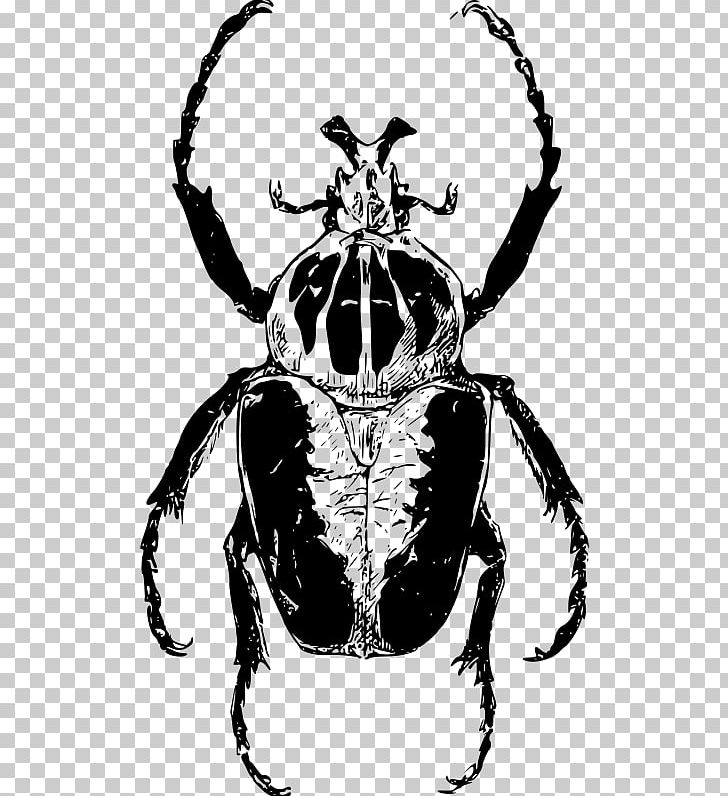 Atlas Beetle Goliathus Ladybird Beetle PNG, Clipart, Animal, Art, Arthropod, Atlas, Atlas Beetle Free PNG Download