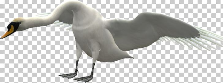 Duck Goose Cygnini Bird PNG, Clipart, Adobe Illustrator, Animal, Animals, Beak, Bird Free PNG Download