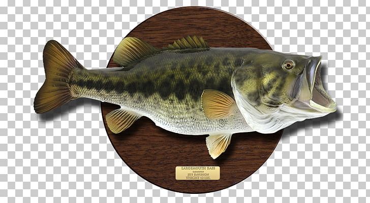 Largemouth Bass Northern Pike Crappie Freshwater Fish PNG, Clipart, Animals, Bass, Cod, Crappie, Fauna Free PNG Download