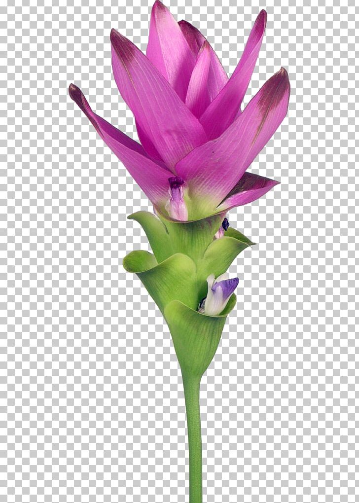 Petal Siam Tulip Turmeric Cut Flowers PNG, Clipart, 17 Cm, Blume, Curcuma, Cut Flowers, Flora Free PNG Download