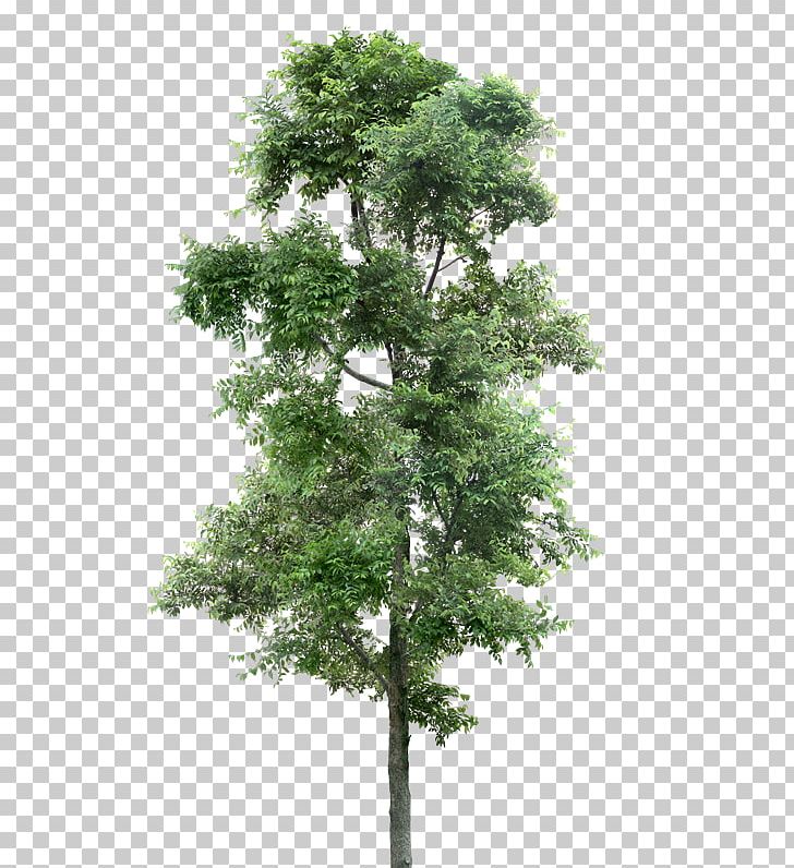 Tree Populus Nigra Transparency And Translucency PNG, Clipart, Alpha Compositing, Arboles, Branch, Conifer, Cottonwood Free PNG Download