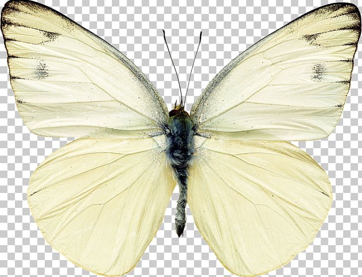 Butterfly Pieris Rapae White PNG, Clipart, Arthropod, Bombycidae, Brush Footed Butterfly, Butte, Butterflies And Moths Free PNG Download