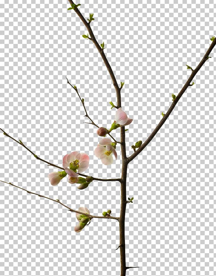 Cherry Blossom Branch Photography Flower PNG, Clipart, Blossom, Blossoms, Branches, Cherry, Cherry Blossoms Free PNG Download