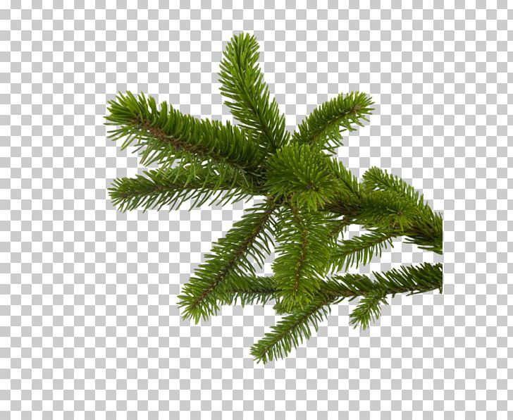Fir PNG, Clipart, Branch, Christmas, Christmas Ornament, Encapsulated Postscript, Miscellaneous Free PNG Download