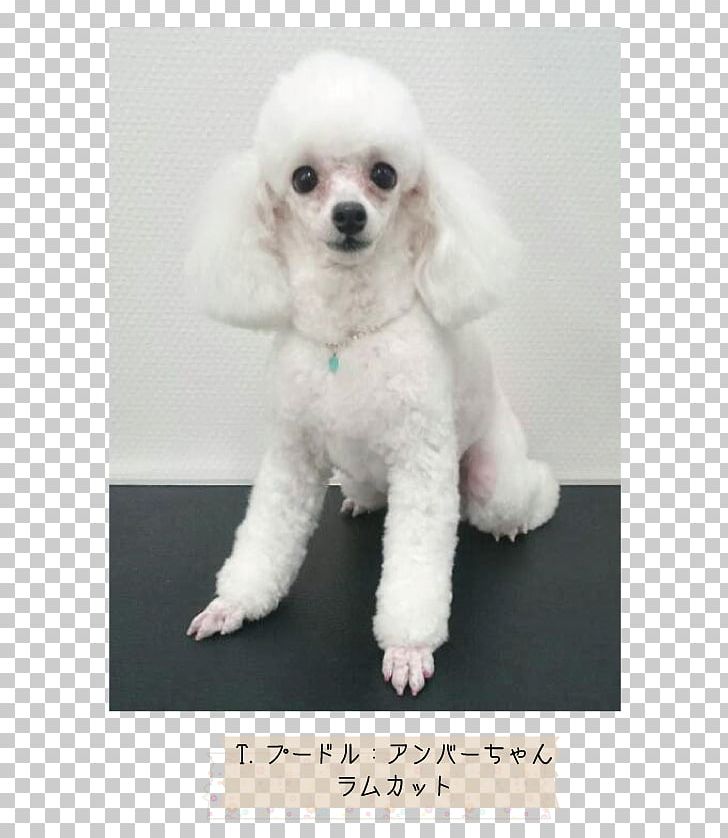 Miniature Poodle Toy Poodle Standard Poodle Puppy PNG, Clipart, Animals, Breed, Carnivoran, Companion Dog, Crossbreed Free PNG Download