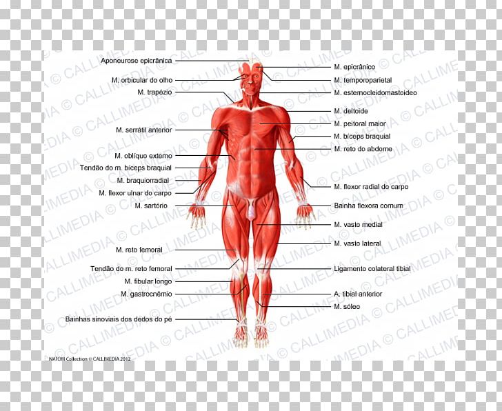 Muscle Human Body Human Anatomy Muscular System PNG, Clipart, Abdomen, Abdominal External Oblique Muscle, Anatomy, Aponeurosis, Arm Free PNG Download