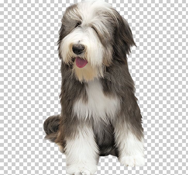 Rough Collie Bearded Collie Puppy Dachshund Border Collie PNG, Clipart, Animals, Carnivoran, Collie, Companion Dog, Dog Free PNG Download