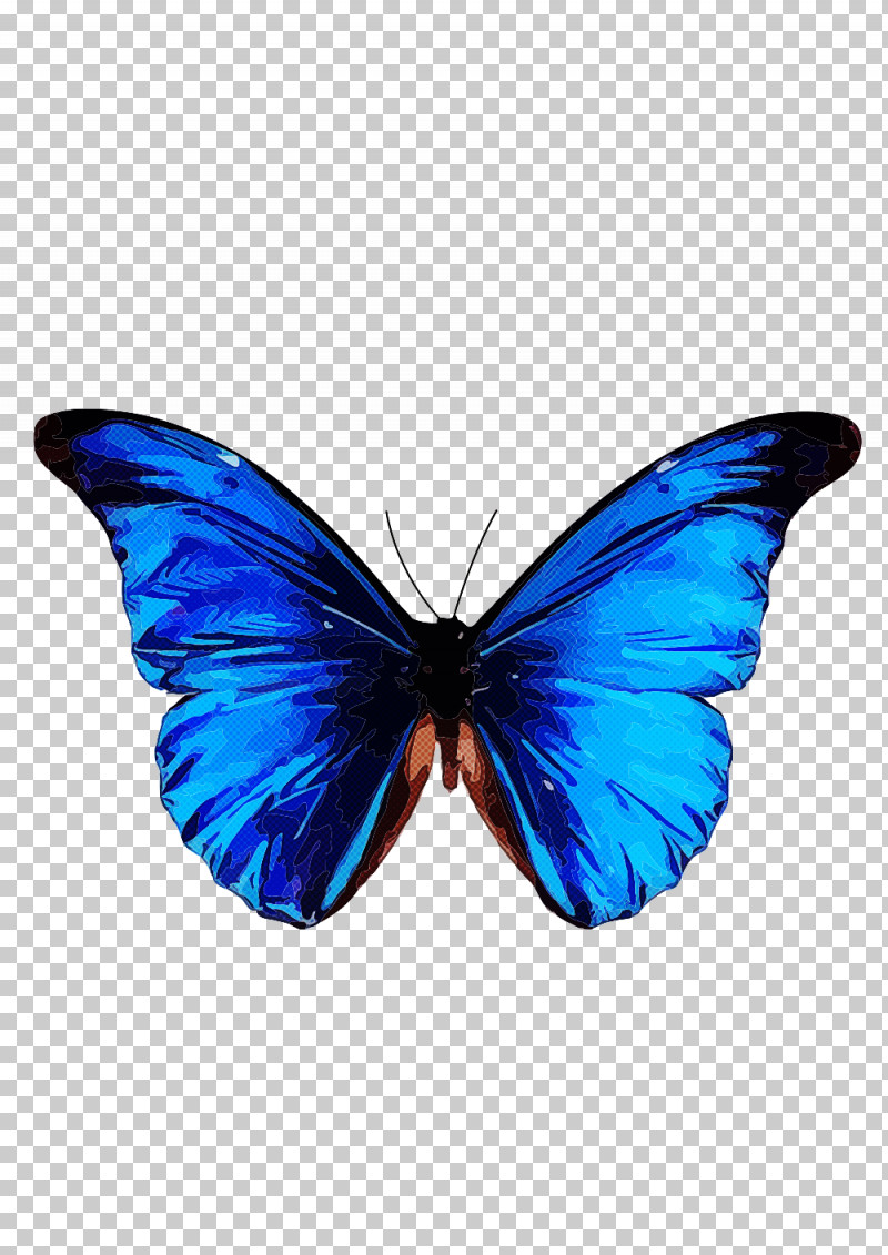 Moths And Butterflies Butterfly Insect Blue Pollinator PNG, Clipart, Blue, Brushfooted Butterfly, Butterfly, Cobalt Blue, Insect Free PNG Download