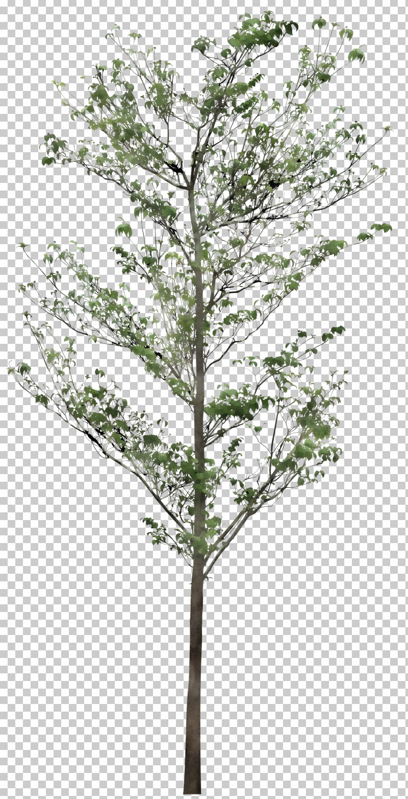 Plane PNG, Clipart, American Larch, Branch, Canoe Birch, Flower, Leaf Free PNG Download