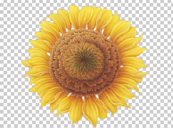 Common Sunflower PNG, Clipart, Blog, Cartoon, Chrysanths, Common Sunflower, Daisy Family Free PNG Download
