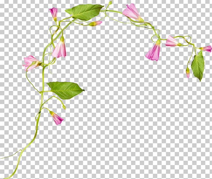 Floral Design Flower Japanese Morning Glory PNG, Clipart, Advertising, Art, Branch, Cartoon, Cut Flowers Free PNG Download